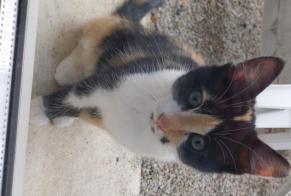 Alerta de Hallazgo Gato Hembra Alençon Francia