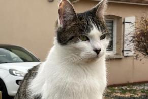 Alerta de Desaparición Gato Macho , 2 años Chasseneuil-du-Poitou Francia