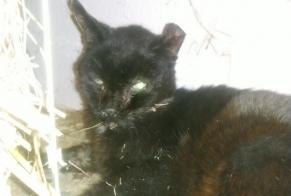 Alerta de Hallazgo Gato Desconocido Varennes-Jarcy Francia