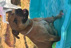 Alerta de Desaparición Perro  Macho , 1 años Claviers Francia