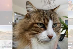 Alerta de Desaparición Gato cruce Macho , 9 años Ginai Francia