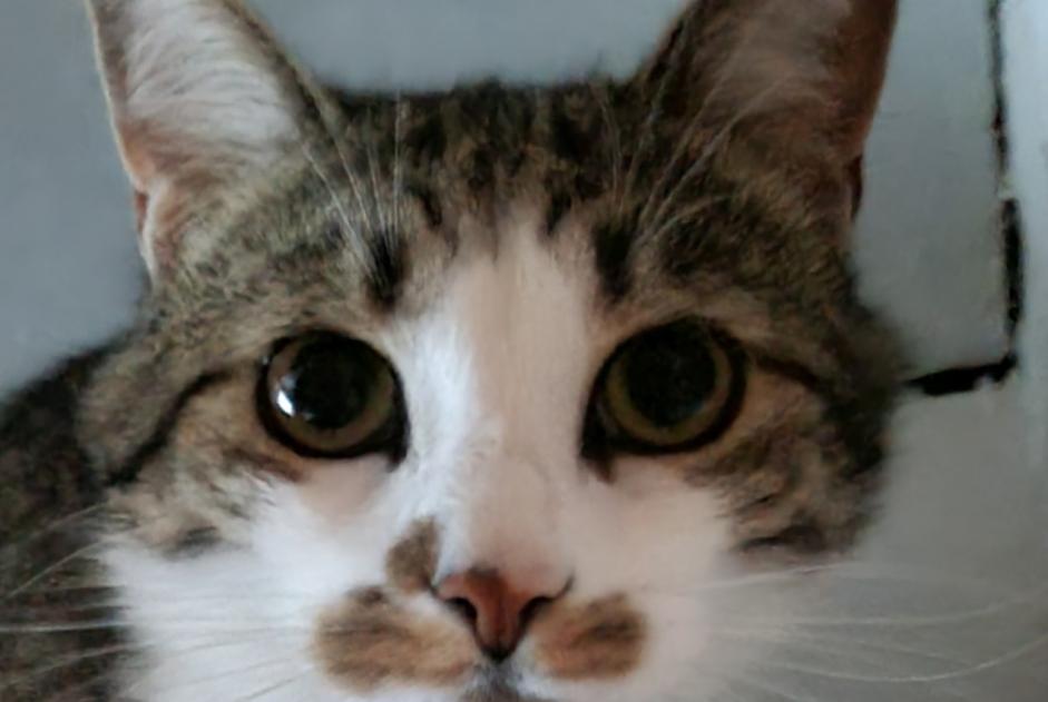 Alerta de Desaparición Gato Macho , 3 años Suresnes Francia