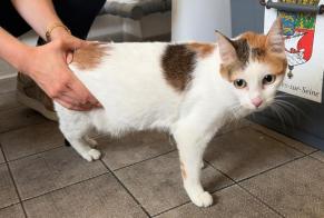 Alerta de Hallazgo Gato Hembra Asnières-sur-Seine Francia