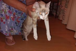 Alerta de Hallazgo Gato Hembra Turenne Francia