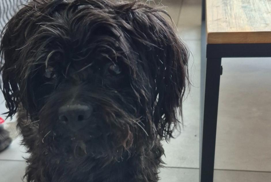 Alerta de Hallazgo Perro Macho Pia Francia