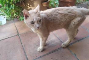 Alerta de Hallazgo Gato Macho , 5 años Nîmes Francia