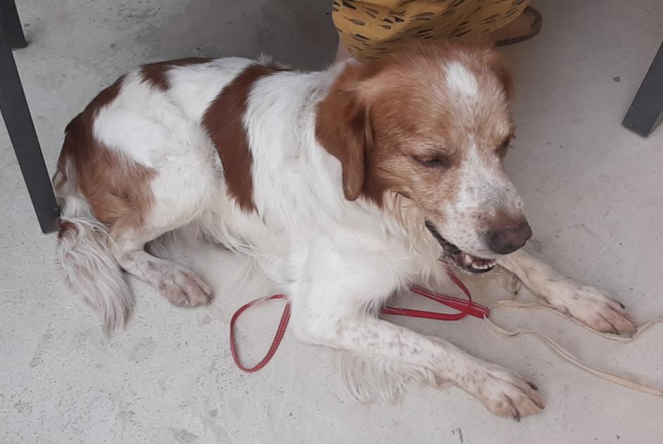 Alerta de Hallazgo Perro  Macho Saint-Jean-de-Valériscle Francia