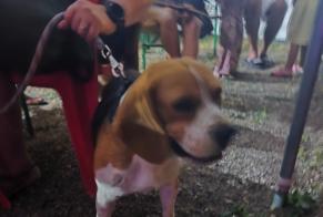 Alerta de Hallazgo Perro  Macho Avrillé Francia