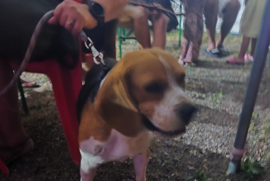 Alerta de Hallazgo Perro  Macho Avrillé Francia