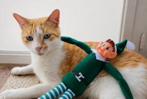 Alerta de Desaparición Gato cruce Macho , 3 años Alès Francia