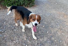 Alerta de Hallazgo Perro cruce Macho Fabrezan Francia