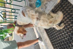 Alerta de Hallazgo Perro  Desconocido Pompignac Francia