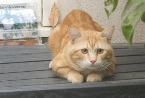 Alerta de Hallazgo Gato Macho Paris Francia