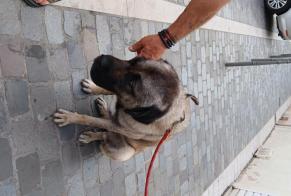 Alerta de Hallazgo Perro cruce Macho Montargis Francia