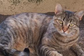 Alerta de Hallazgo Gato Hembra Châtellerault Francia