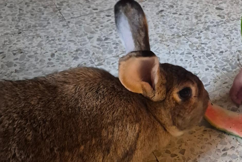 Alerta de Desaparición Conejo Hembra , 2026 años La Garde Francia