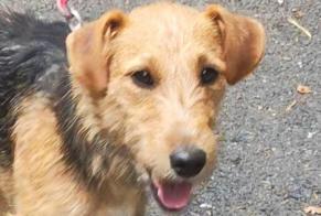 Alerta de Hallazgo Perro Macho Saint-Pierre Francia