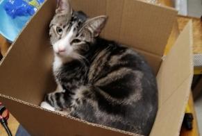 Alerta de Desaparición Gato Macho , 2 años Onet-le-Château Francia