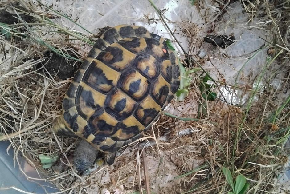 Alerta de Hallazgo Tortuga Desconocido Plonévez-Porzay Francia