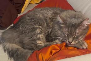 Alerta de Desaparición Gato  Macho , 5 años Ballaison Francia
