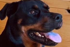Alerta de Hallazgo Perro  Hembra , 3 años Hyères Francia