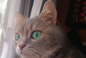 Alerta de Desaparición Gato Hembra , 6 años Lodève Francia