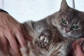 Alerta de Desaparición Gato Hembra , 6 años Lodève Francia