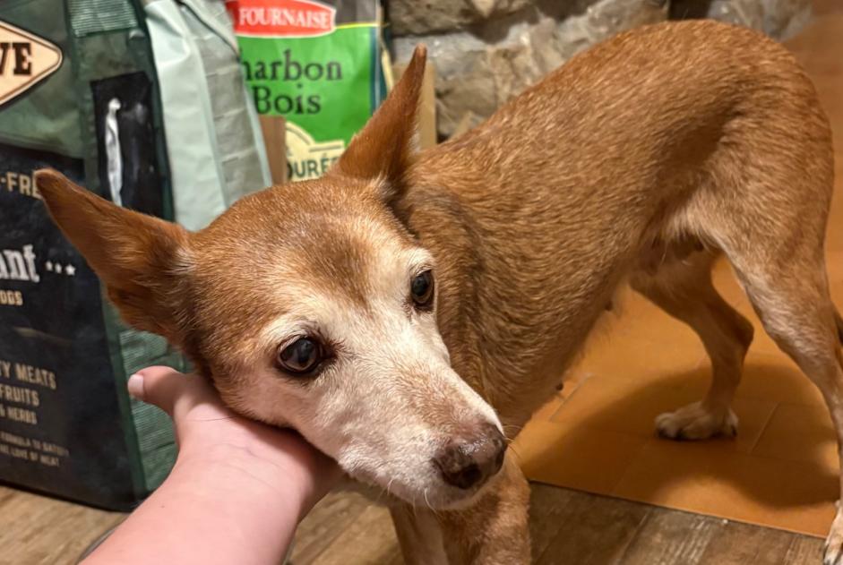 Alerta de Hallazgo Perro cruce Hembra Crots Francia
