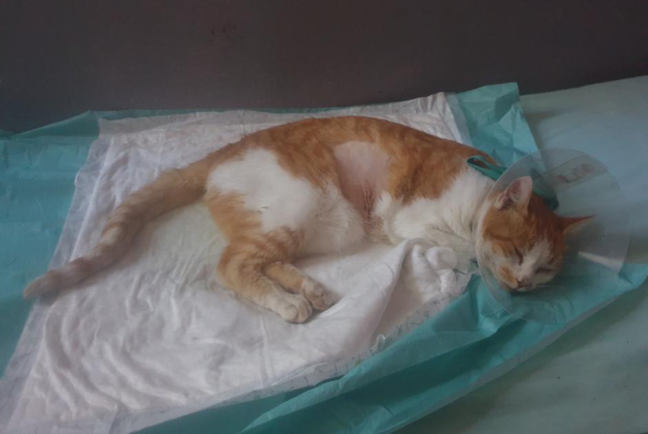Alerta de Hallazgo Gato cruce Macho Crest Francia