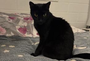 Alerta de Hallazgo Gato Hembra , 12 años Saint-Pierre Francia