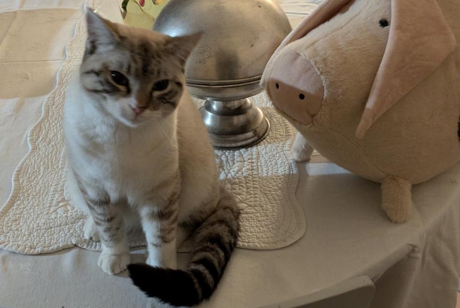 Alerta de Desaparición Gato  Macho , 1 años La Sauvetat-de-Savères Francia