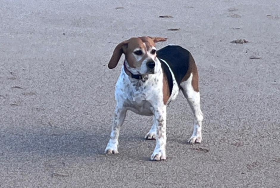 Alerta de Desaparición Perro  Hembra , 6 años Mouguerre Francia
