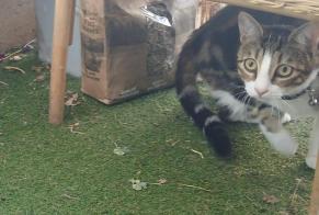 Alerta de Desaparición Gato Macho , 1 años Rosny-sous-Bois Francia