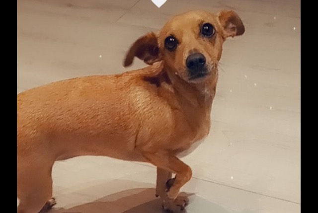 Alerta de Desaparición Perro  Hembra , 8 años Villefort Francia