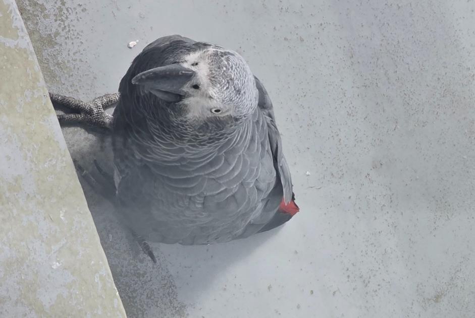 Alerta de Hallazgo Pájaro Desconocido Aulnay-sous-Bois Francia