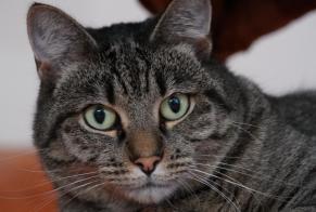 Alerta de Desaparición Gato  Hembra , 4 años Brest Francia