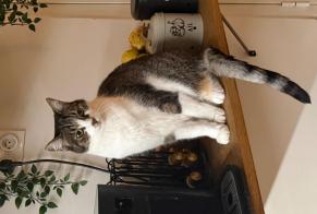 Alerta de Desaparición Gato Hembra , 13 años Nice Francia