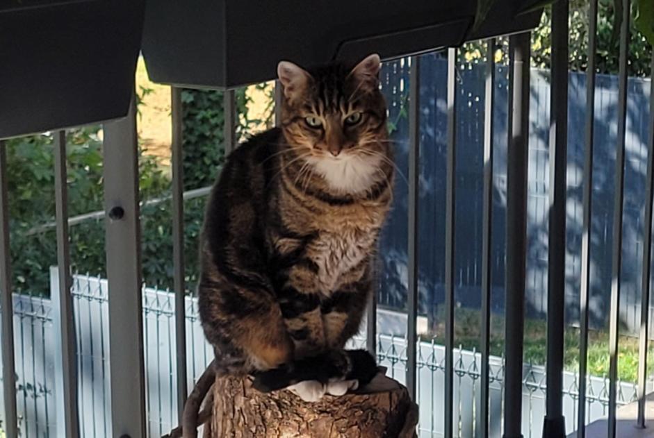 Alerta de Desaparición Gato cruce Macho , 9 años Moirans Francia