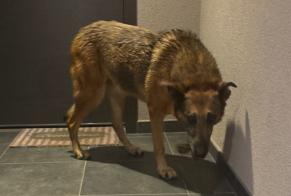Alerta de Hallazgo Perro  Hembra Poisy Francia