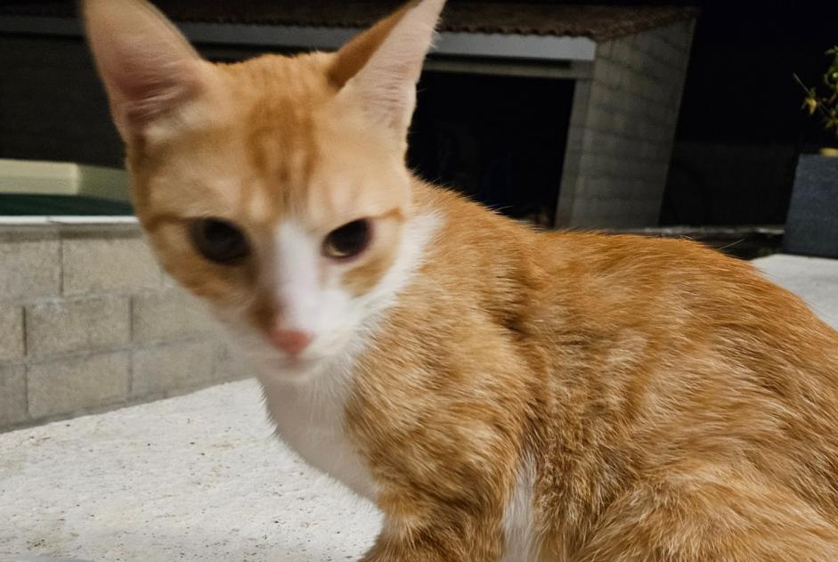 Alerta de Hallazgo Gato  Desconocido Puymoyen Francia