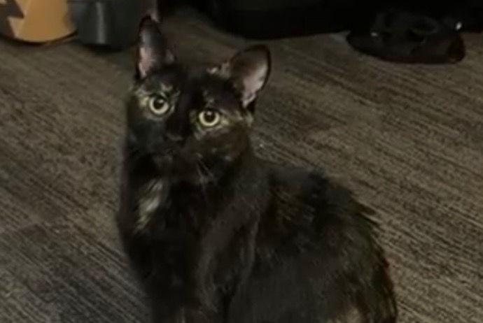 Alerta de Desaparición Gato Hembra , 2 años Vic-sur-Cère Francia