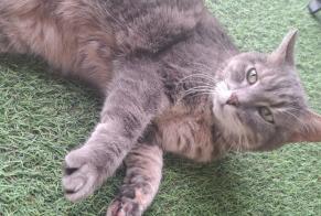 Alerta de Hallazgo Gato cruce Hembra Bar-le-Duc Francia