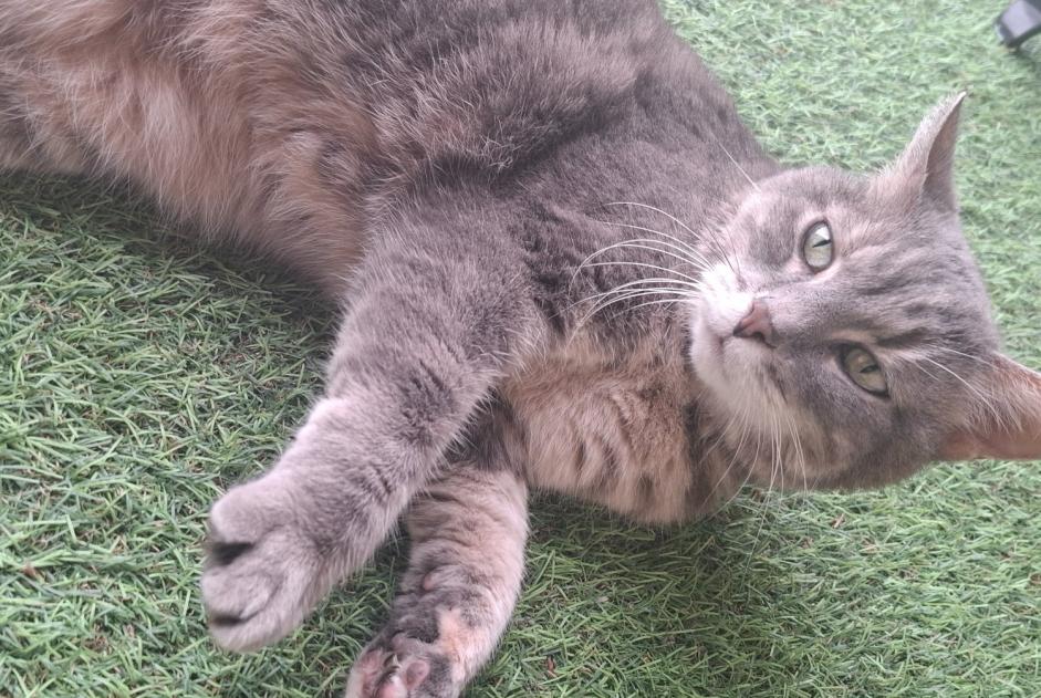 Alerta de Hallazgo Gato cruce Hembra Bar-le-Duc Francia