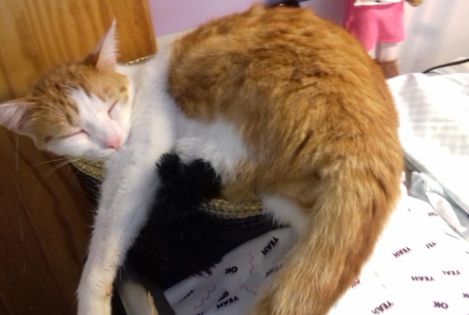 Alerta de Desaparición Gato cruce Macho , 8 años Saint-Rogatien Francia