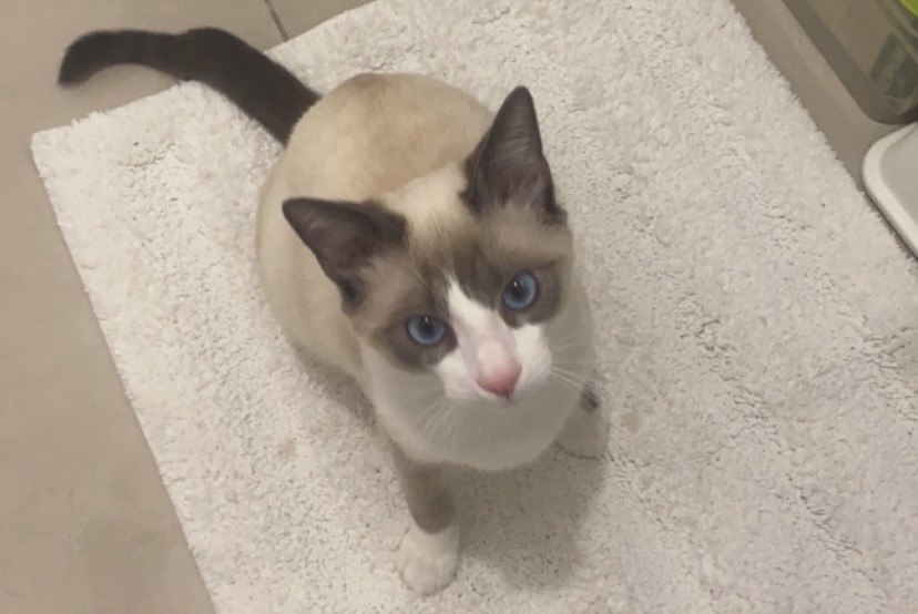Alerta de Desaparición Gato Macho , 2 años Montpellier Francia