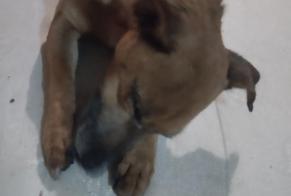 Alerta de Hallazgo Perro cruce Hembra Calan Francia