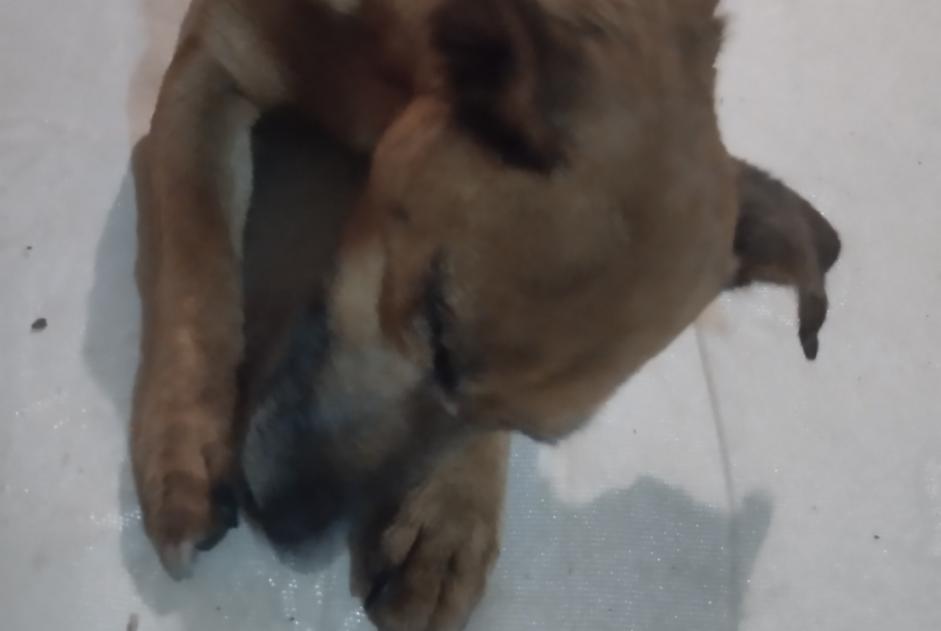 Alerta de Hallazgo Perro cruce Hembra Calan Francia