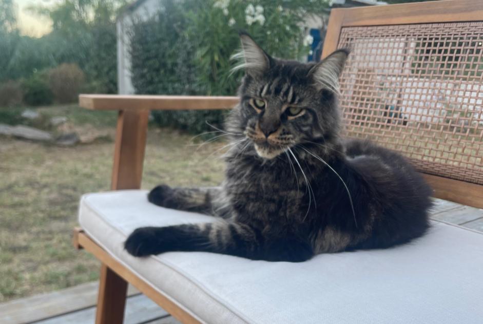 Alerta de Desaparición Gato  Macho , 3 años Les Sables-d'Olonne Francia