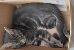 Alerta de Hallazgo Gato Desconocido , Entre 4 y 6 meses Pérouse Francia