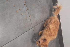 Alerta de Hallazgo Gato Macho Saint-Symphorien-d'Ancelles Francia